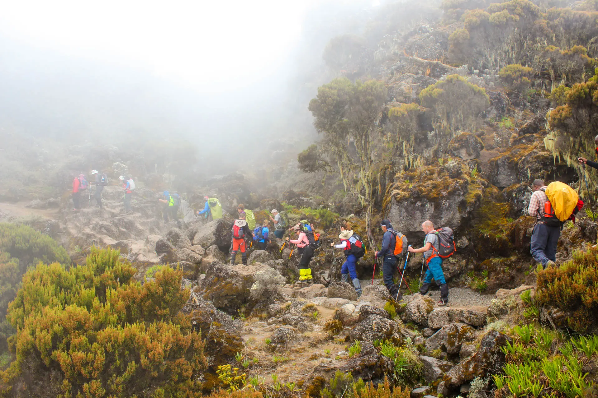 Trekkers hiking through Kilimanjaro's misty highland trail with local guides