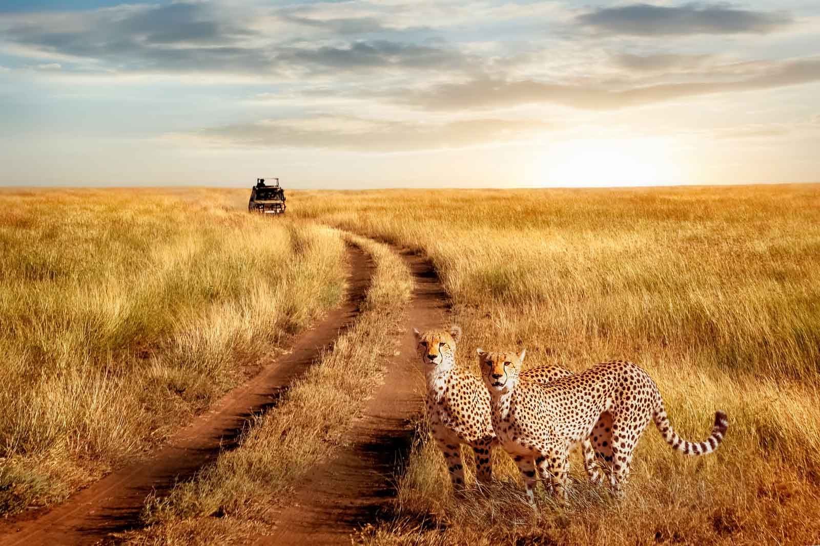 Gourmet safari picnic setup