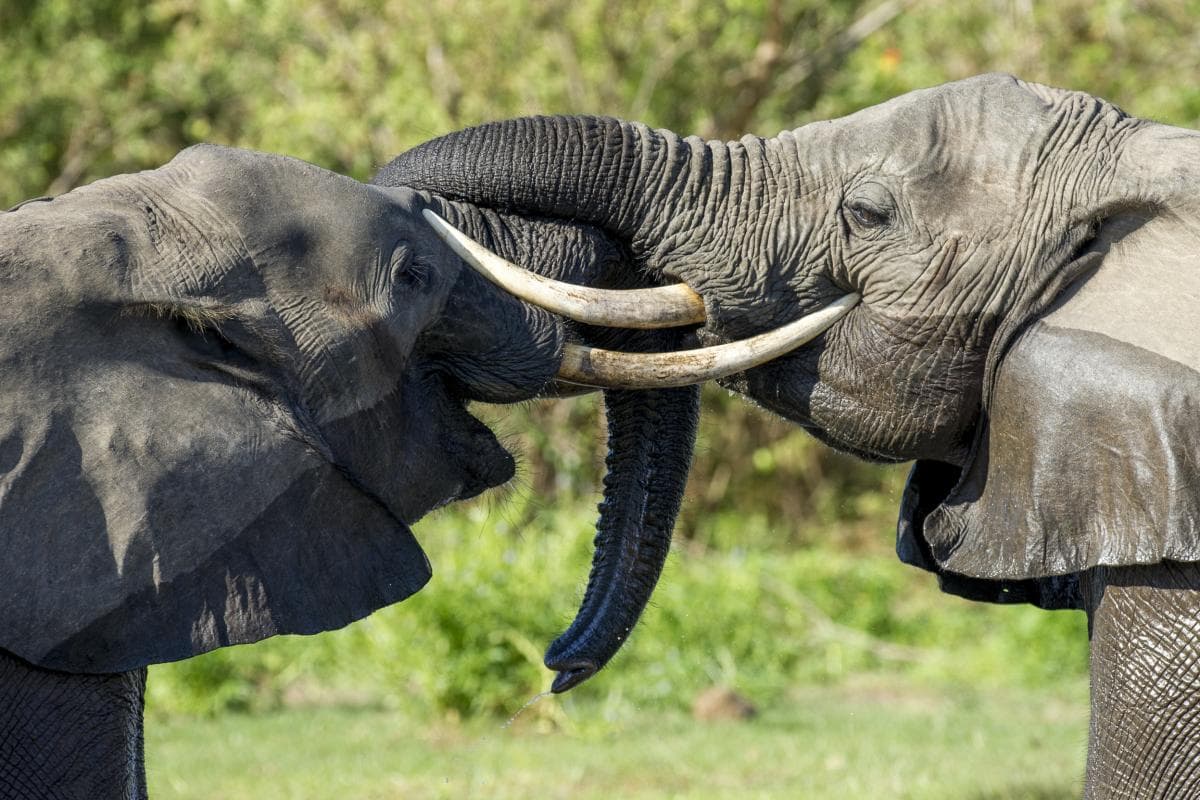 Elephants in Tarangire