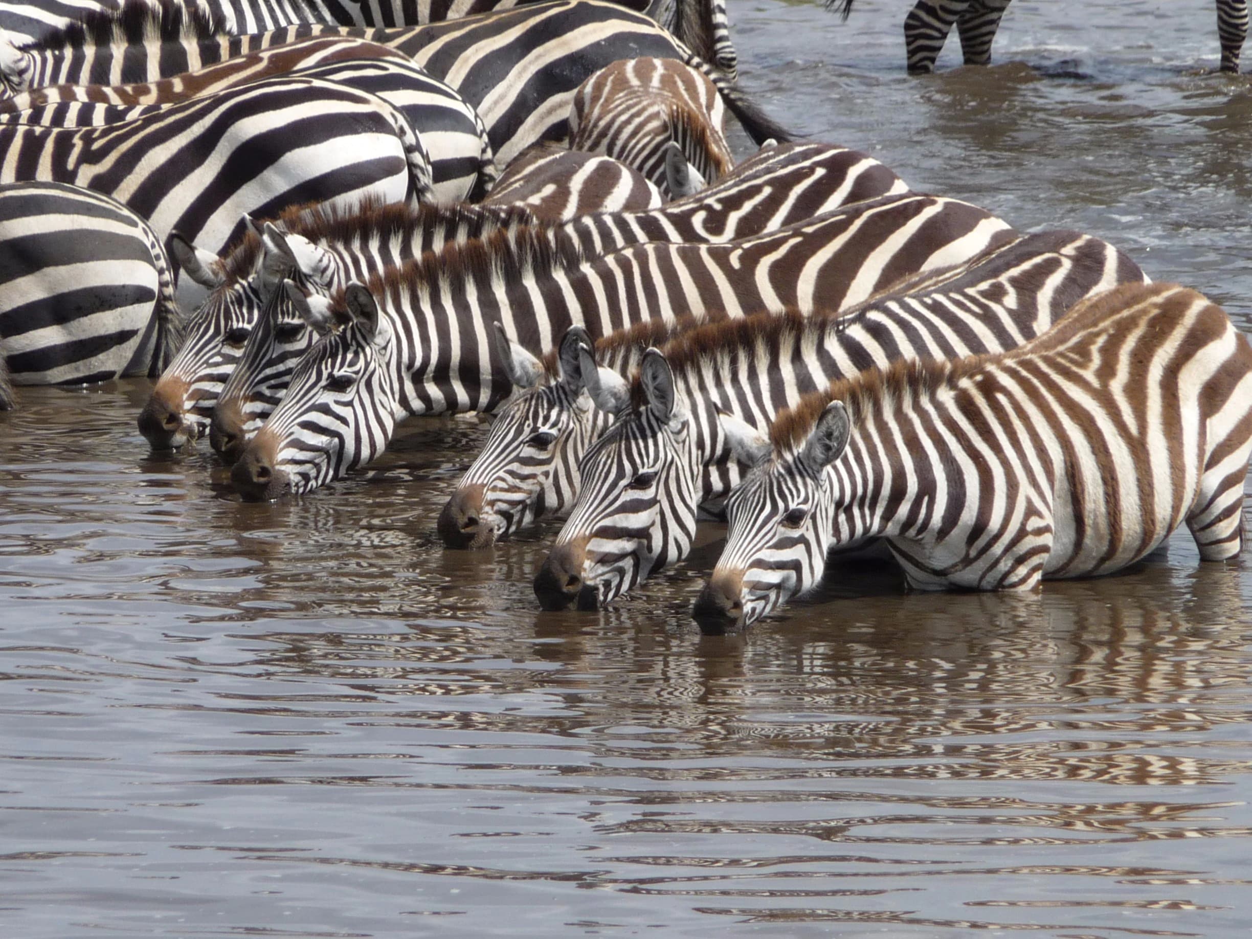 Zebras at Waterhole