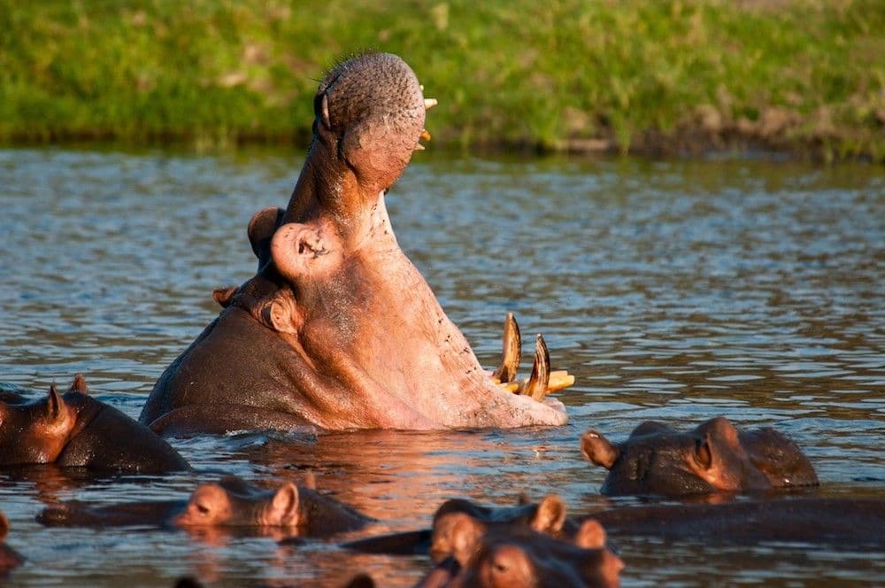 Lake Manyara National Park – Arusha