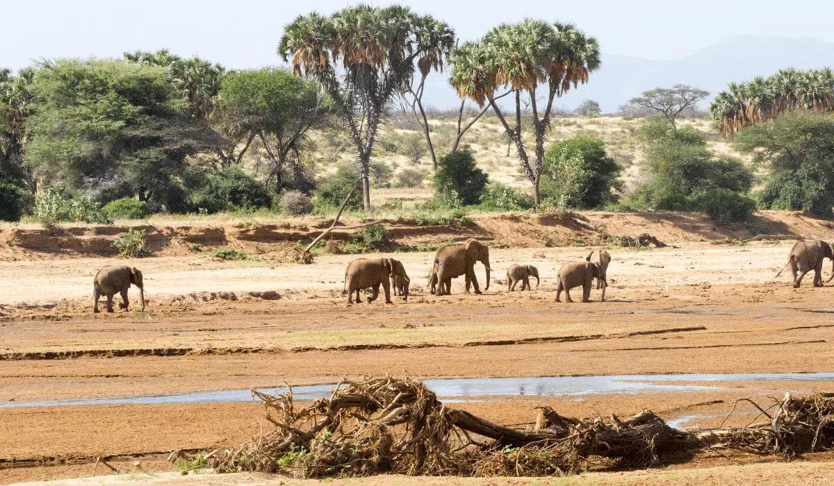 Elefantenherde an einer Wasserstelle nahe dem Ruaha-Nationalpark in Iringa