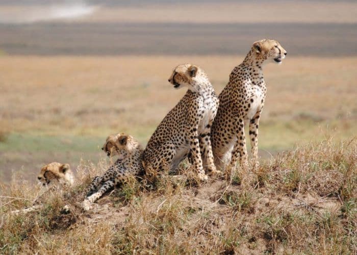 Cheetah