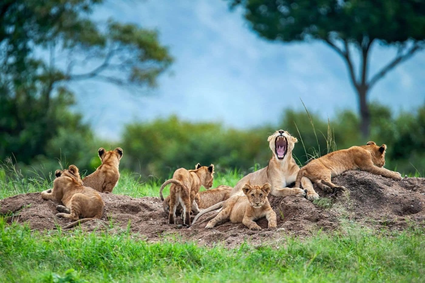 Full-Day Game Drive in Serengeti
