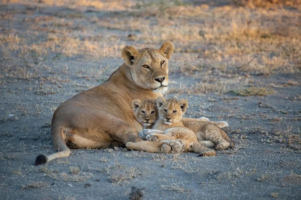 Lioness resting with two cubs