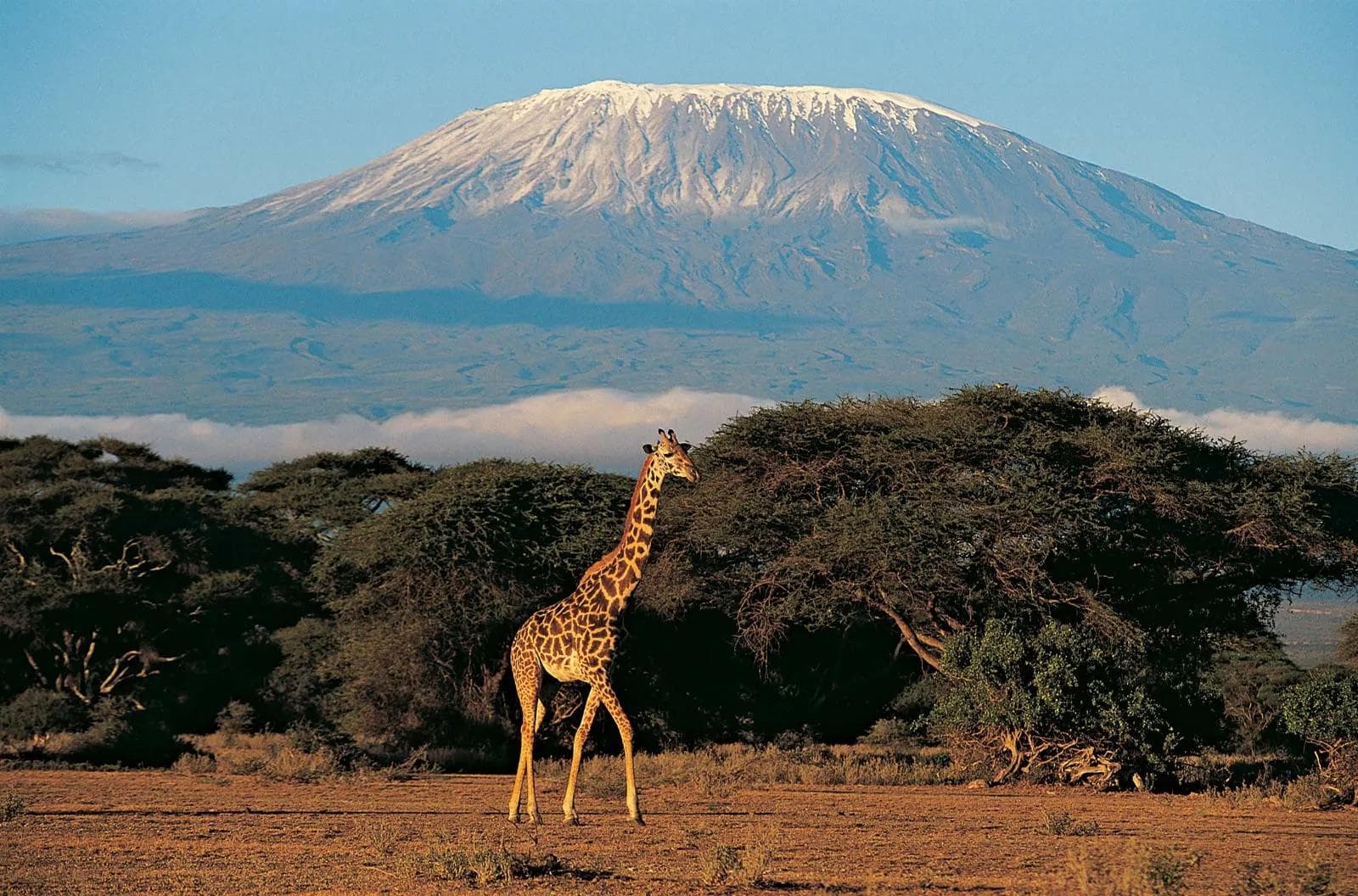 A giraffe grazing beneath acacia trees with Mount Kilimanjaro in the background