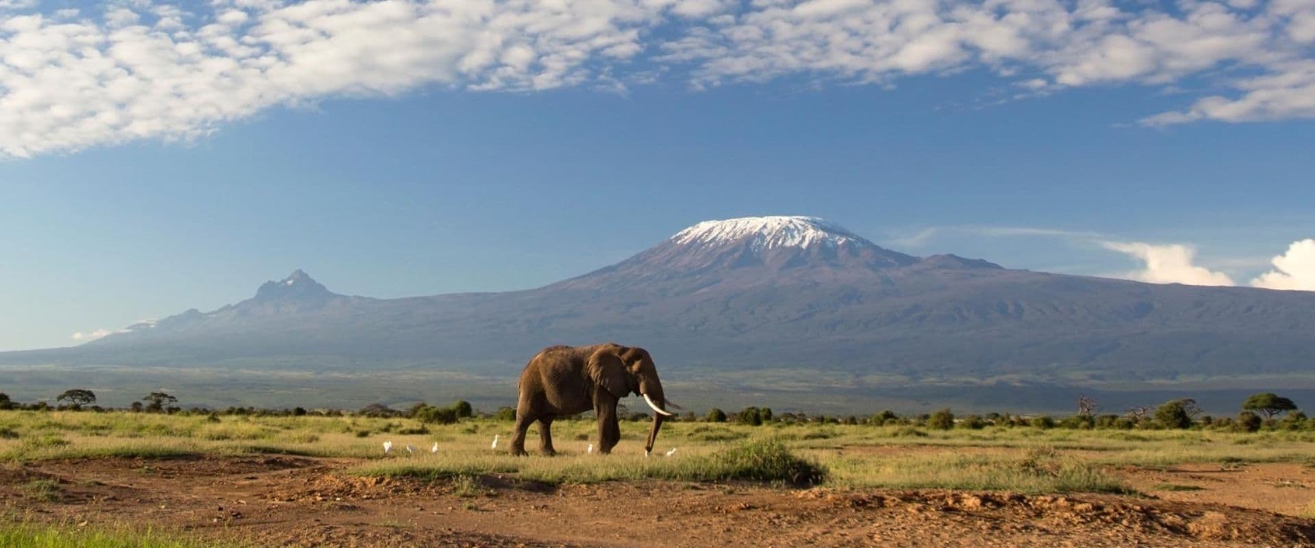 An elephant grazing on the plains beneath Mount Kilimanjaro