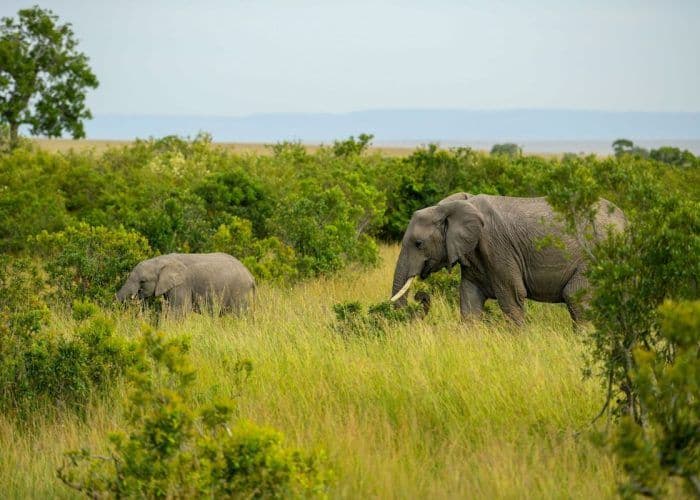 Elephant in the Serengeti