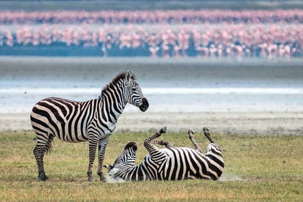 Lake Manyara National Park – Arusha