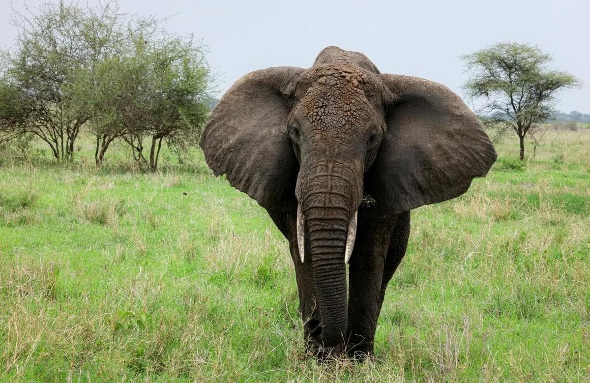 Arusha – Tarangire National Park
