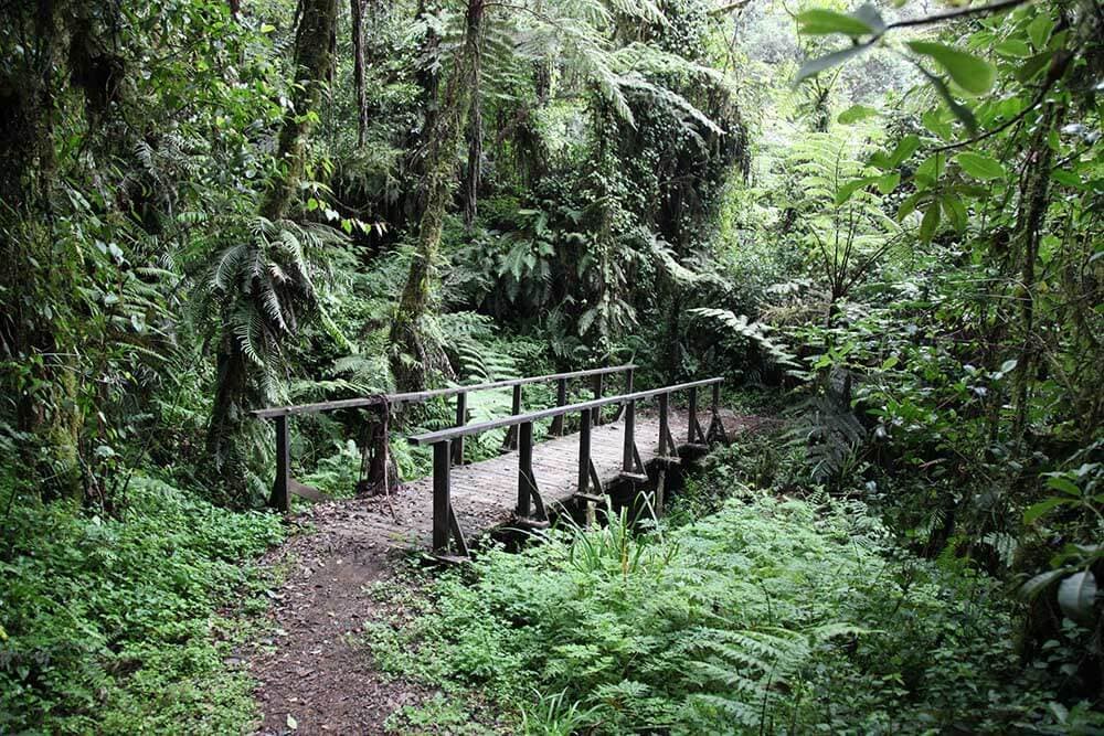 Machame Gate to Machame Camp