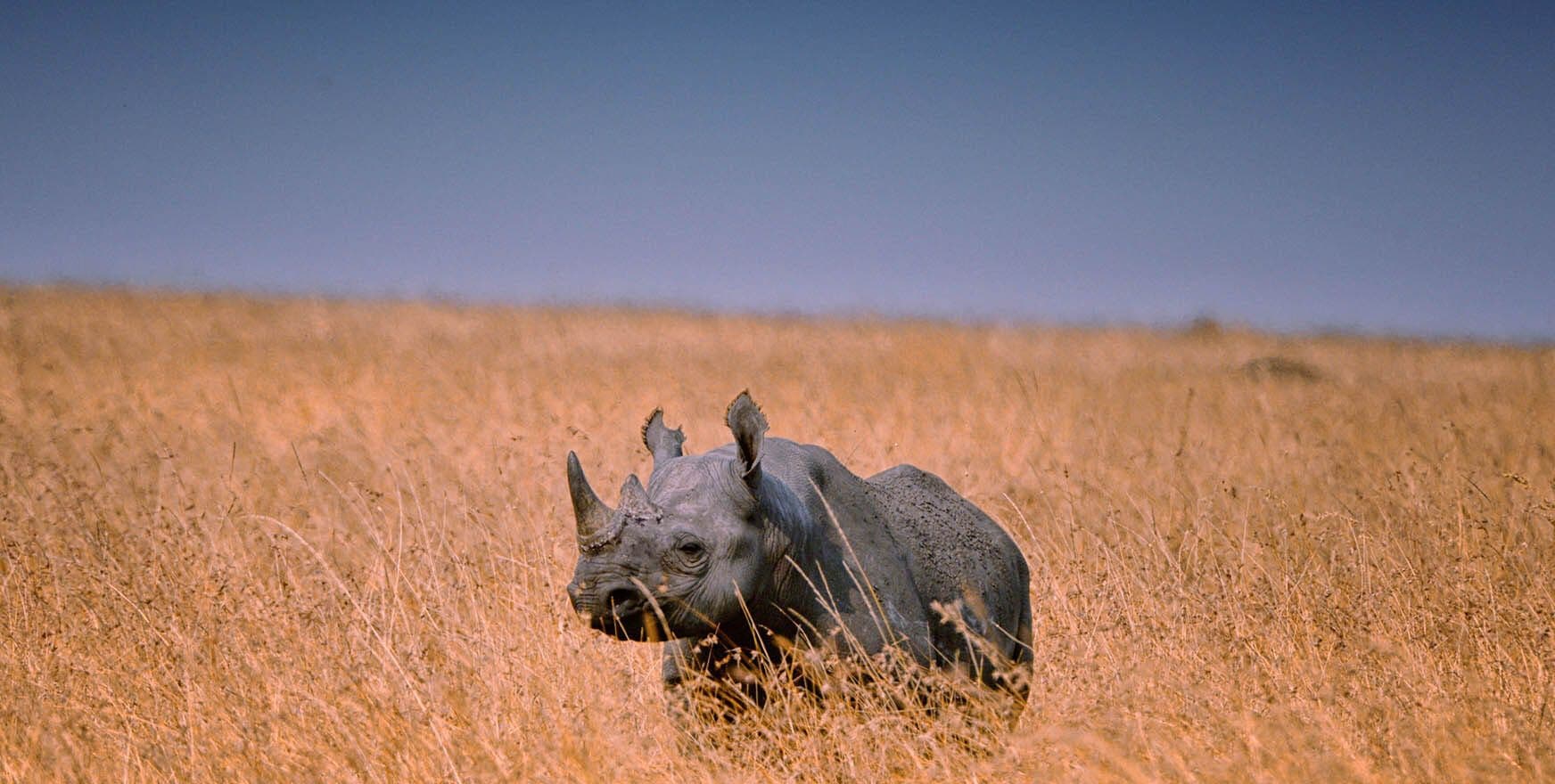 Serengeti – Ngorongoro Crater – Arusha