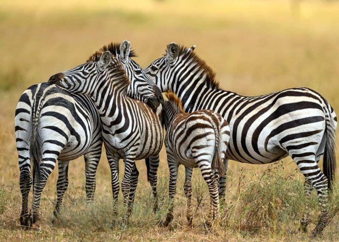 Zebra in the Serengeti