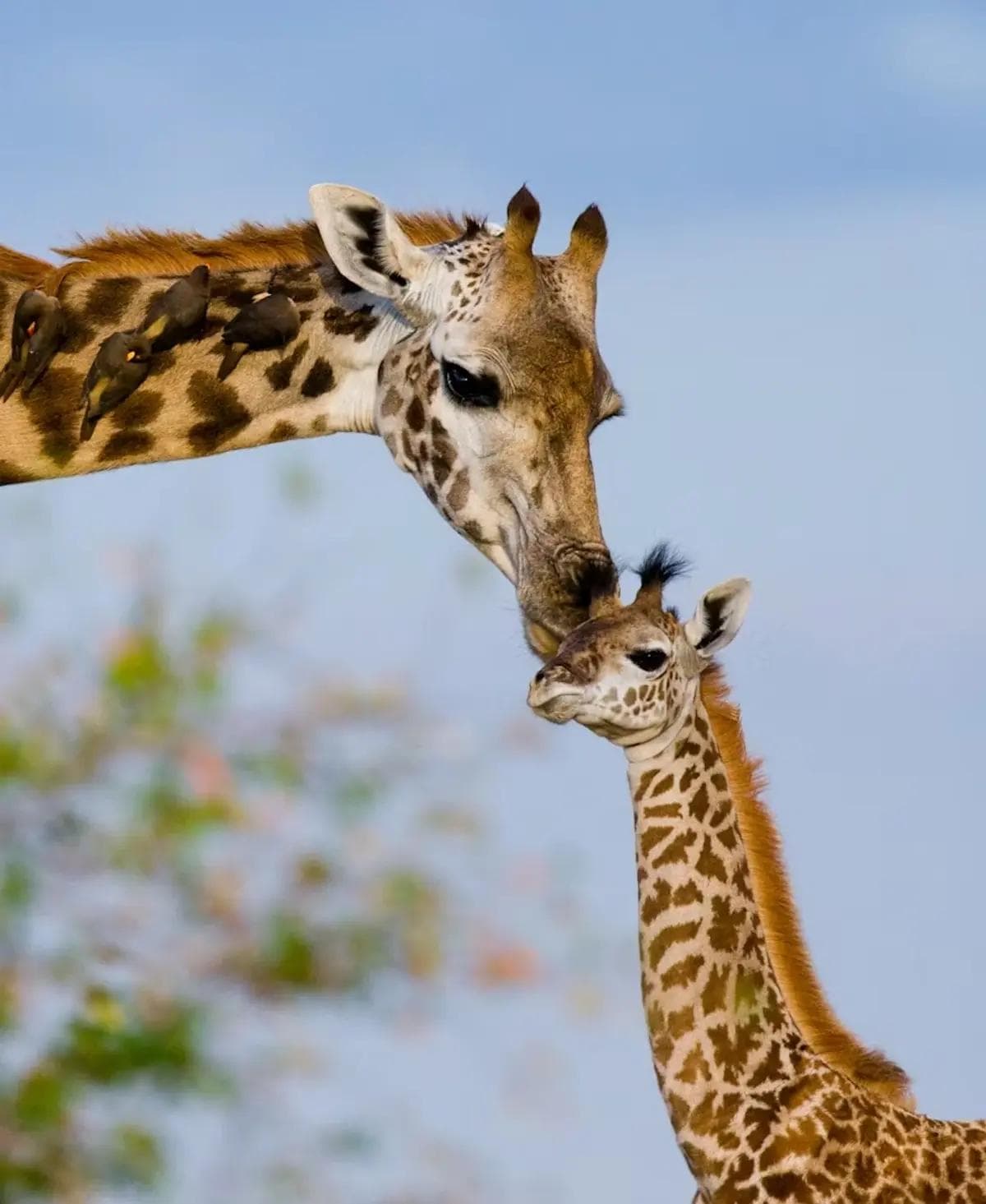 Tarangire National Park