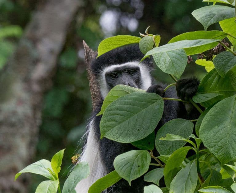 Arusha National Park