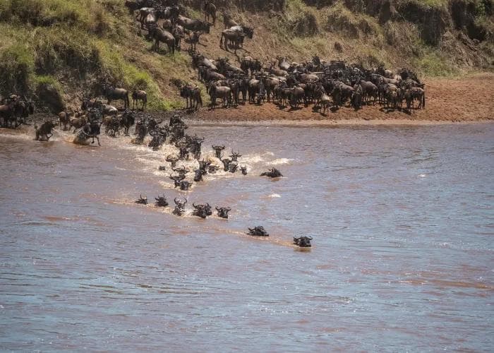 Wildebeest Migrations