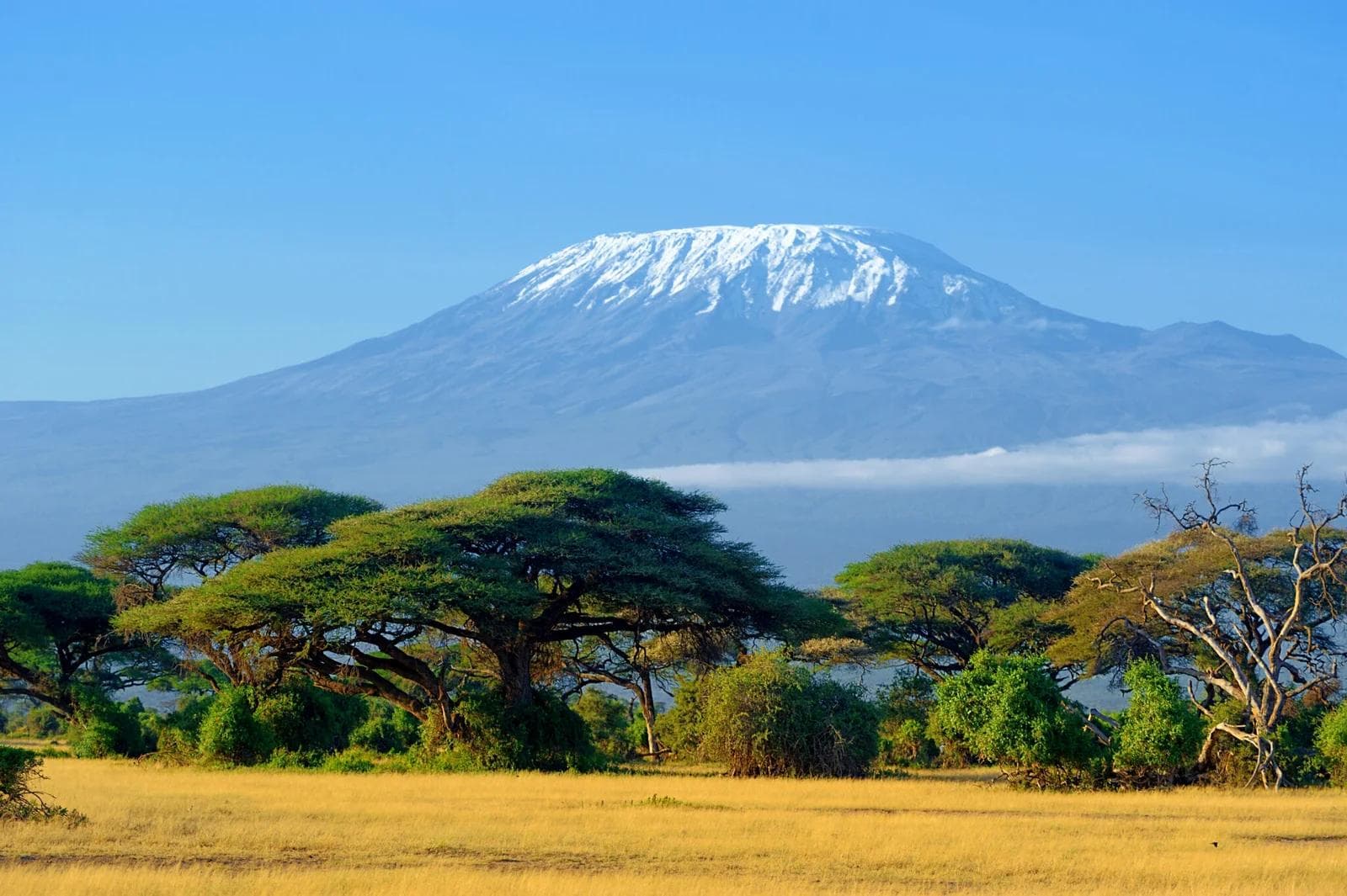 Mount Kilimanjaro seen over acacia trees on the African savannah
