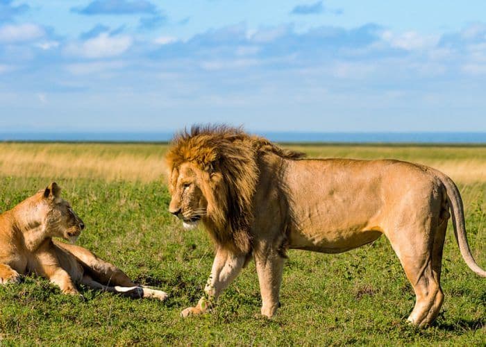 Lion