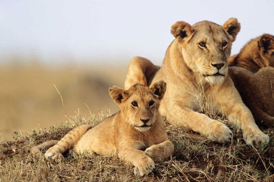Luxuriöse Safari-Lodge