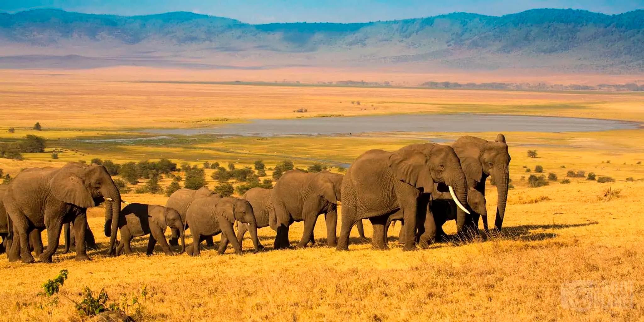 Ngorongoro Crater